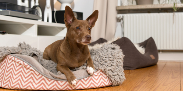 Bodenbelag für Hund, Katze &amp; Co. | Was rät die Expertin? - Bodenbelag für Hund, Katze &amp; Co. | Was rät die Expertin?