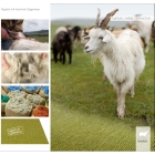 Tretford Interland - Granat 633 | Natur-Teppichfliese aus Ziegenhaar