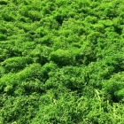 Skando Wall - Moos naturgrün | Echtmoos-Wandpaneel