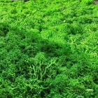 Skando Wall - Moos intensivgrün | Echtmoos-Wandpaneel