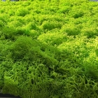 Skando Wall - Moos hellgrün | Echtmoos-Wandpaneel