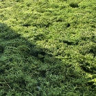 Skando Wall - Moos dunkelgrün | Echtmoos-Wandpaneel