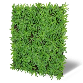 Skando Wall - Flora eibengrün | Natur-Wandpaneel