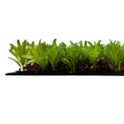 Skando Wall - Flora eibengrün | Natur-Wandpaneel